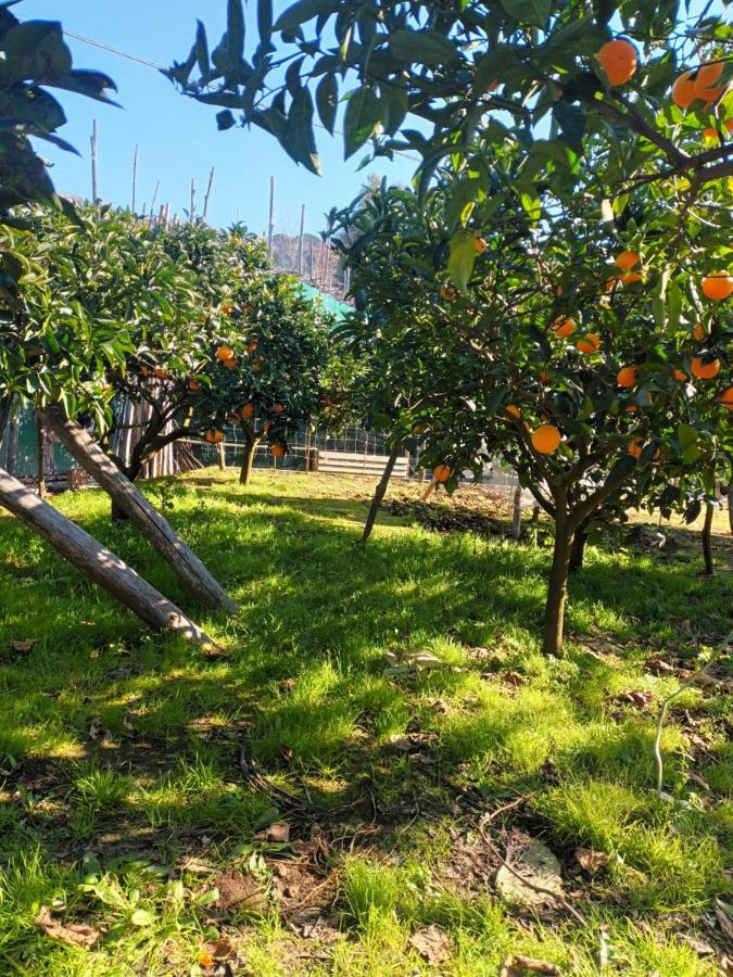 מסה לוברנסה Casa Vacanze Il Frutteto מראה חיצוני תמונה